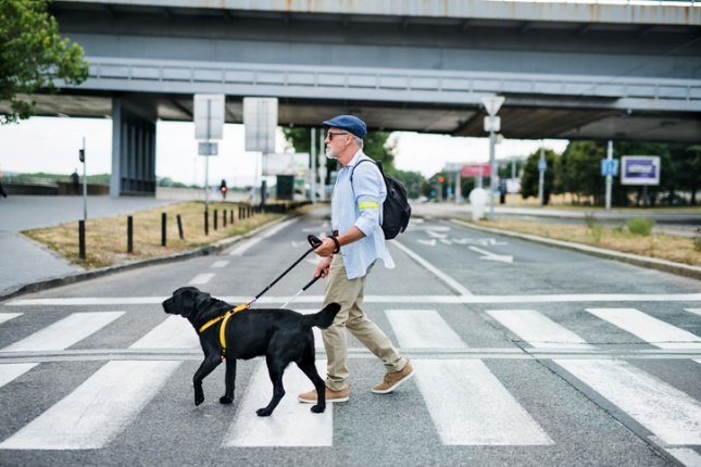 An older male pedestrian with a vision impairment and a seeing eye dog (black Labrador Retriever) is walking across an intersection.