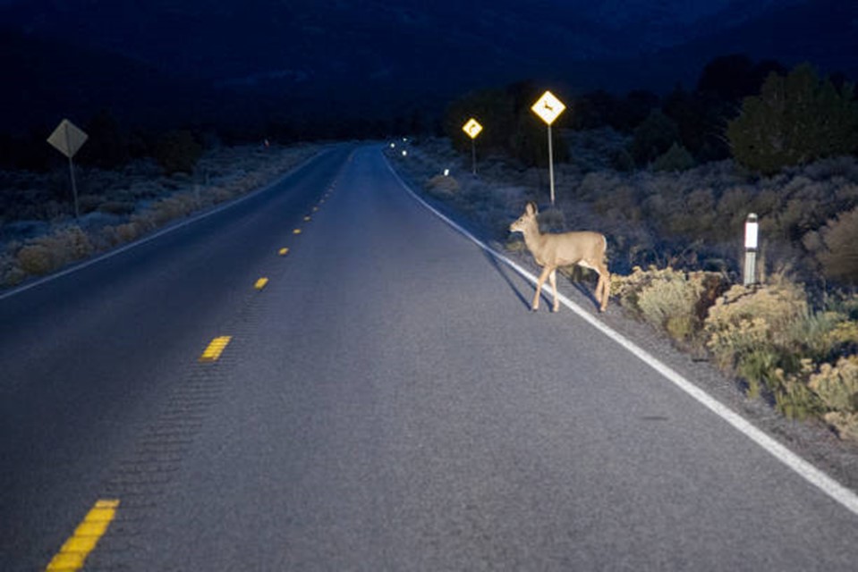 A two lane rural road at night with a dear crossing from right to left.